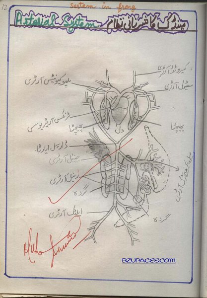 12 Arterial System  in Frog (Shariyani Nizam).jpg